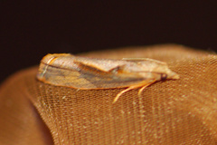 Episimoides erythraea