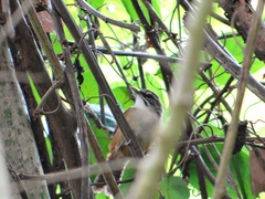 Pheugopedius genibarbis