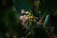 Aegiceras corniculatum