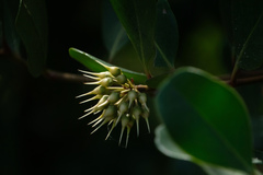 Aegiceras corniculatum