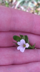 Bacopa monnieri