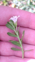 Bacopa monnieri