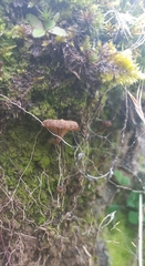 Lichenomphalia
