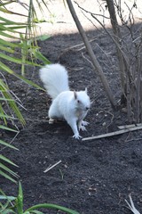 Sciurus carolinensis
