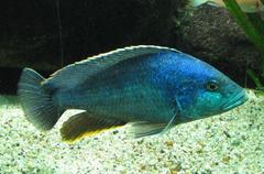 Hyena Cichlid photo 3