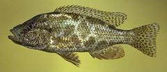 Hyena Cichlid photo 4