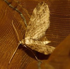 Eupithecia graphiticata