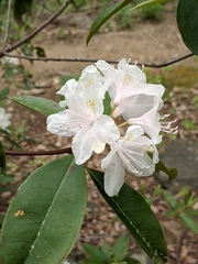 Rhododendron minus