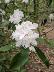 Rhododendron minus