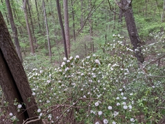 Rhododendron minus