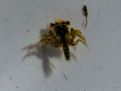 Lophopanopeus bellus