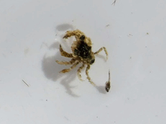 Lophopanopeus bellus