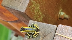 Dendrobates truncatus