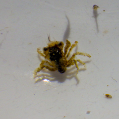 Lophopanopeus bellus