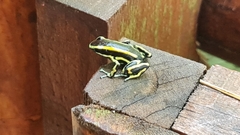 Dendrobates truncatus