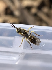 Nomada luteoloides