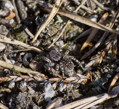 Aelurillus v-insignitus