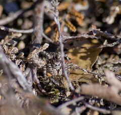 Aelurillus v-insignitus