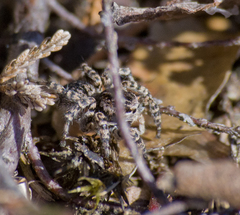 Aelurillus v-insignitus