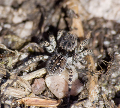 Aelurillus v-insignitus