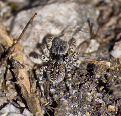 Aelurillus v-insignitus