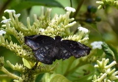 Eantis papinianus