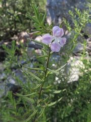 Coopernookia barbata