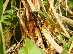 Leucorrhinia intacta