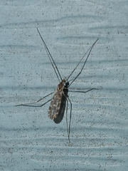 Mesocyphona