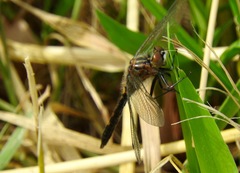 Leucorrhinia intacta
