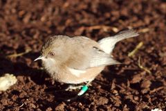 Zosterops borbonicus