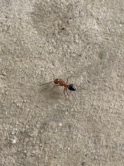 Camponotus decipiens