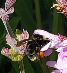 Bombus californicus