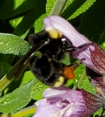 Bombus californicus