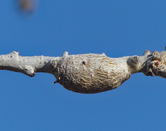 Callirhytis frequens