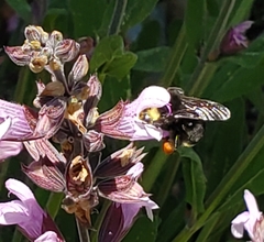 Bombus californicus