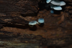 Mycena cyanocephala