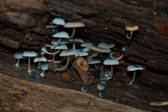 Mycena cyanocephala
