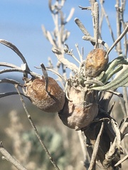 Rhopalomyia obovata