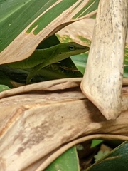 Anolis carolinensis