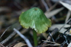 Entoloma necopinatum