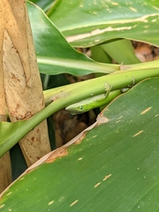 Anolis carolinensis