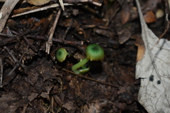 Entoloma necopinatum