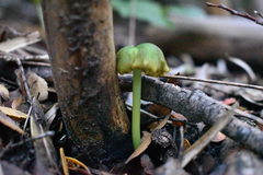 Entoloma necopinatum