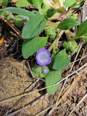 Phacelia curvipes