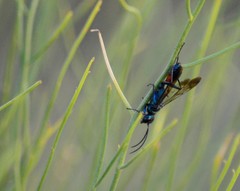 Chlorion hemiprasinum