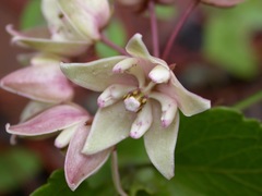 Asclepias circinalis