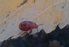 Supputius cincticeps