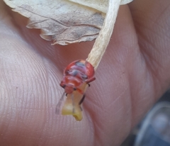 Supputius cincticeps