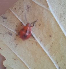 Supputius cincticeps